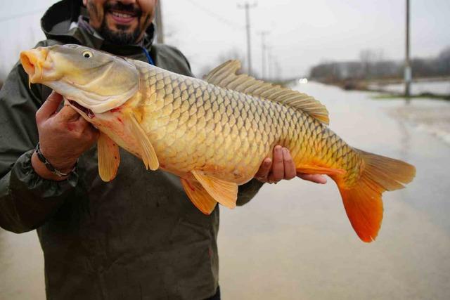 Meriç Nehri'nin taşması üzerine bazı vatandaşlar tarlalarında canlı sazan balığı yakaladı.