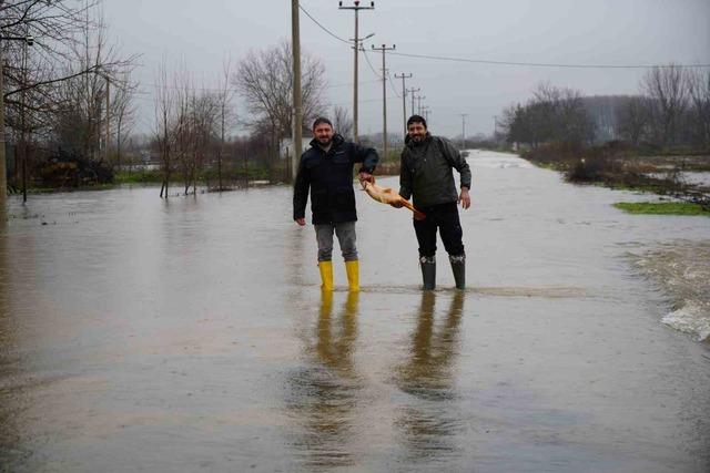 Meriç Nehri'nin taşması üzerine bazı vatandaşlar tarlalarında canlı sazan balığı yakaladı.