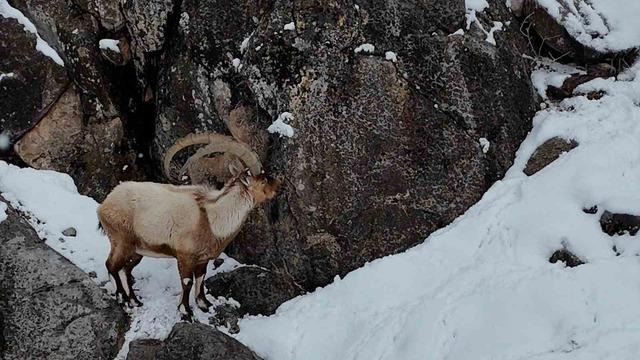 Aladağlar'da kartpostallık kış manzarası: Drone ile yakalanan dağ keçileri 2