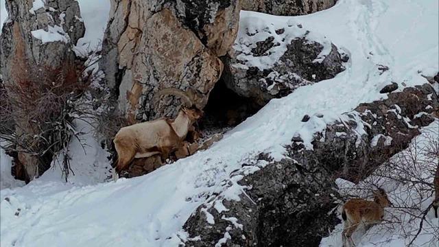 Aladağlar'da kartpostallık kış manzarası: Drone ile yakalanan dağ keçileri 3