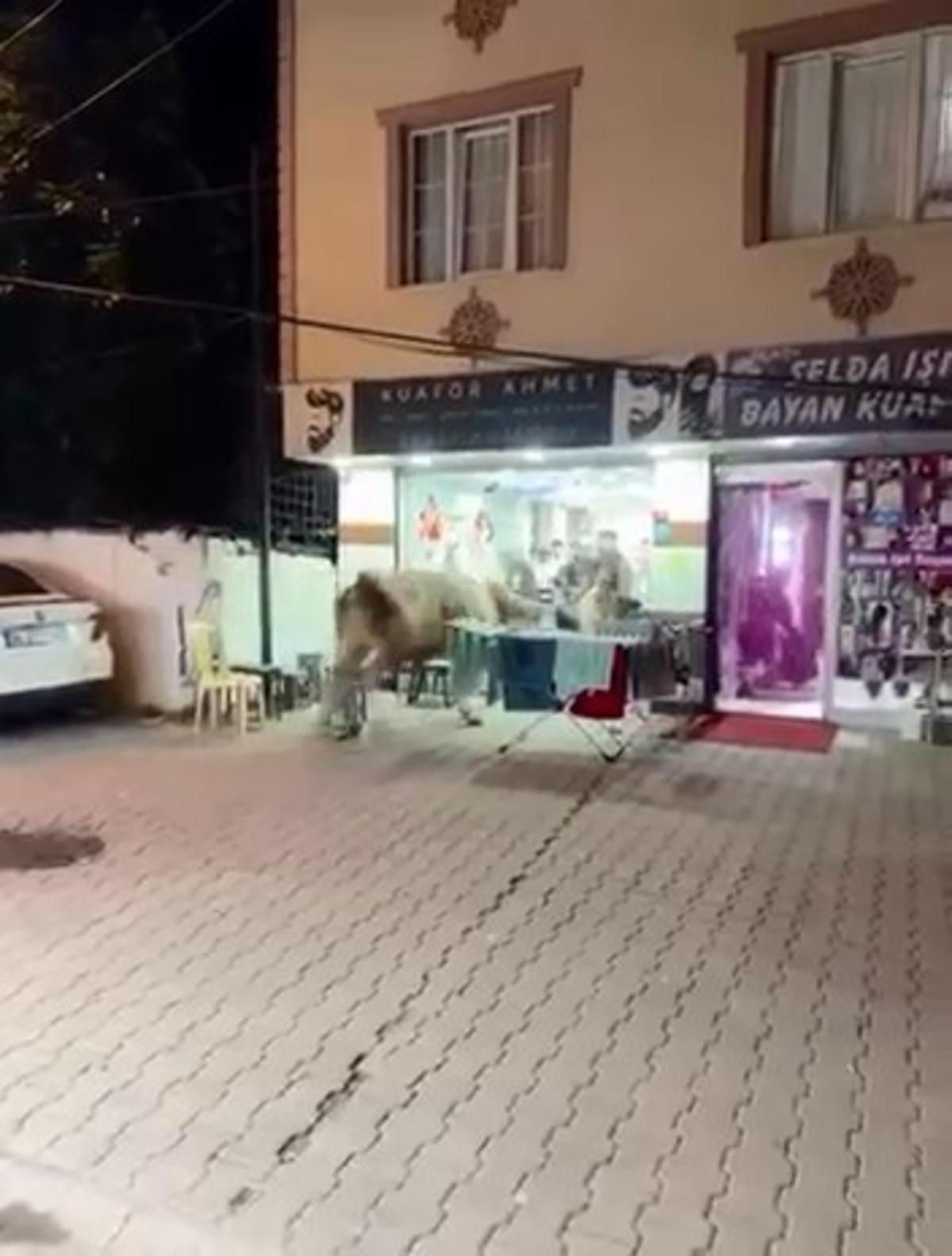 Kurbanlık boğa sokaklarda terör estirdi! Kuaför salonuna girdiği o anlar kameraya yansıdı