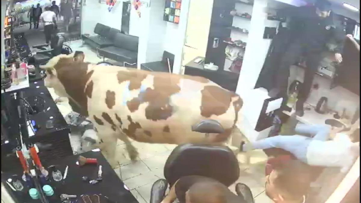 Kurbanlık boğa sokaklarda terör estirdi! Kuaför salonuna girdiği o anlar kameraya yansıdı