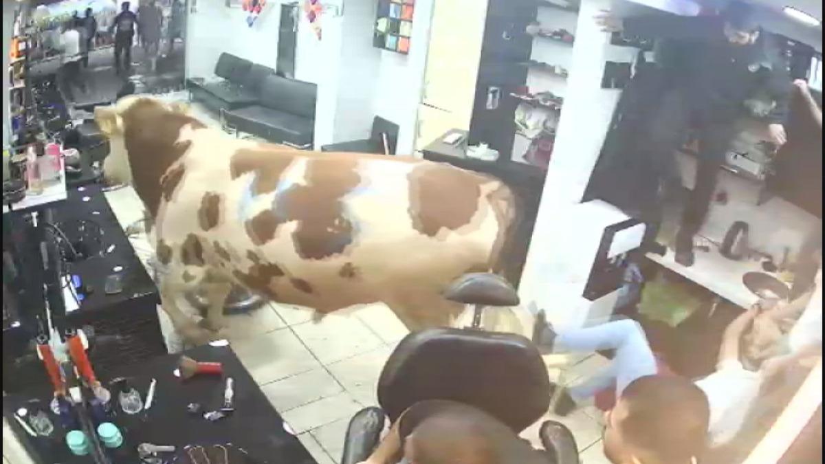 Kurbanlık boğa sokaklarda terör estirdi! Kuaför salonuna girdiği o anlar kameraya yansıdı
